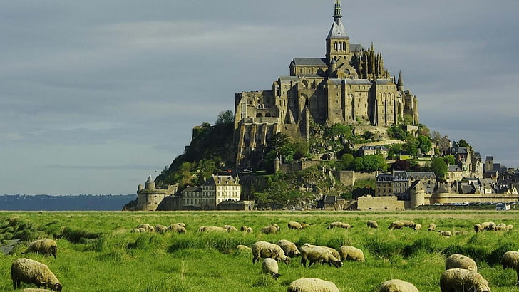 gray concrete castle, Mont Saint-Michel, castle, France, plains, sheep, old building, building, landscape, Abbey, HD wallpaper