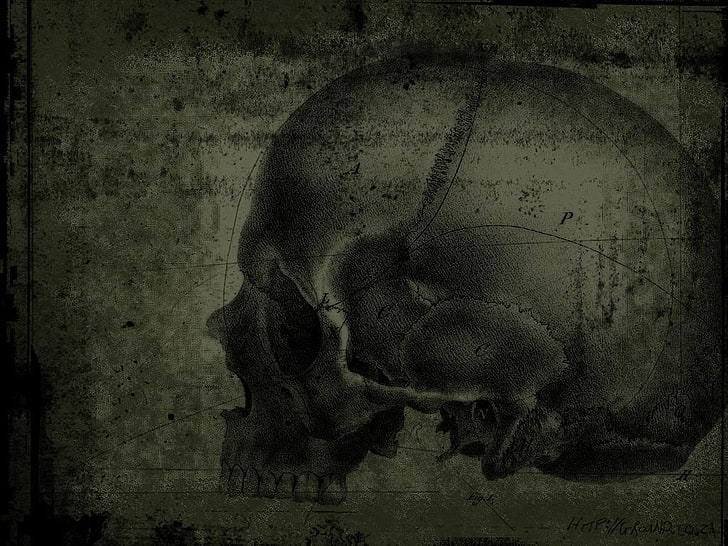 ilustraciones del cráneo gris, cráneo, Fondo de pantalla HD
