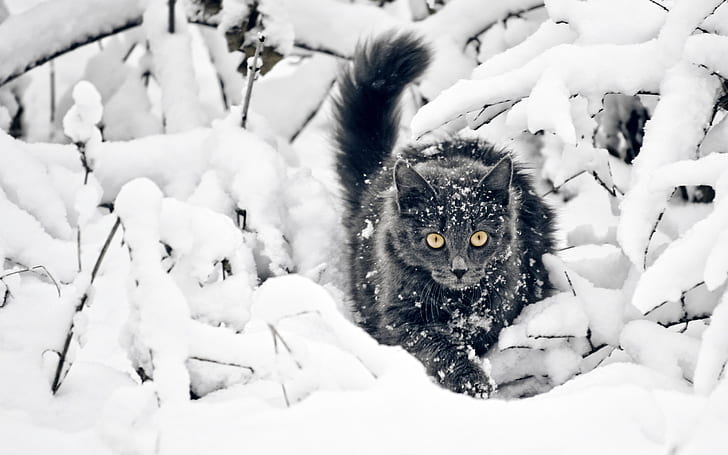 winter season snow cats animals 2560x1600  Nature Winter HD Art , snow, winter (season), HD wallpaper