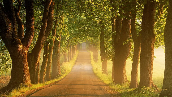 Path Of Glory, trees, nature, path, road, nature and landscapes, HD wallpaper