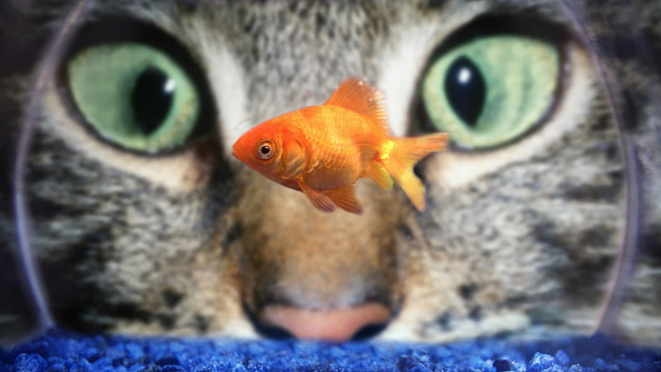 orange common goldfish, animals, cat, fish, closeup, HD wallpaper