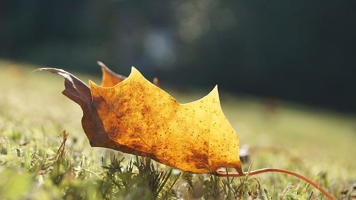 foglia marrone, foglie, Sfondo HD