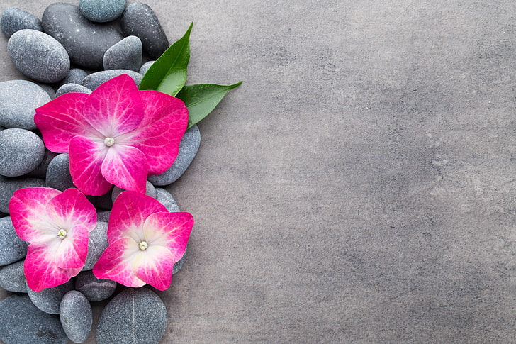 tre fiori rosa, fiori, pietre, fiore, orchidea, spa, zen, Sfondo HD
