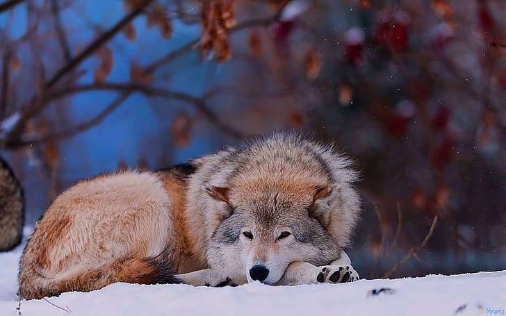 Wolf In The Snow, tamaskan wolf dog, wolfs, dogs, animals, snow, wild, HD wallpaper
