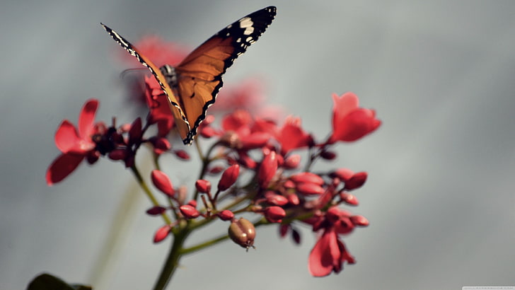 brązowy i czarny motyl siedzący na różowych płatkach kwiatów, natura, makro, motyl, rośliny, owady, Tapety HD