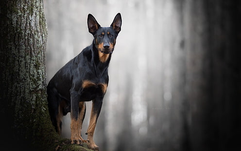Hunde, Dobermann Pinscher, HD-Hintergrundbild HD wallpaper