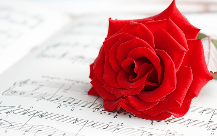 red rose on top of music sheet, rose, flowers, red, red flowers, musical notes, music, macro, HD wallpaper