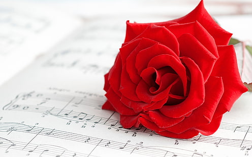 red rose on top of music sheet, rose, flowers, red, red flowers, musical notes, music, macro, HD wallpaper HD wallpaper