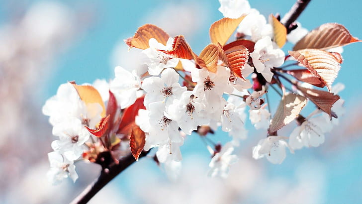 Bunga Musim semi, bunga, musim semi, Wallpaper HD
