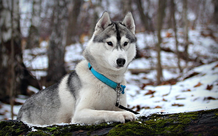 黒と白のシベリアンハスキー犬、ハスキー、雪、襟、狩猟、ケア、 HDデスクトップの壁紙