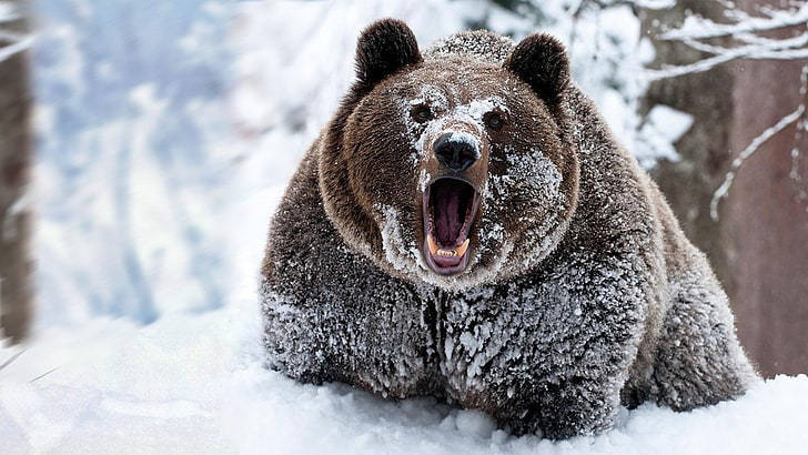 beruang coklat, salju, binatang, beruang, Wallpaper HD