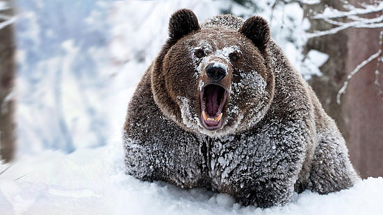 niedźwiedź brunatny, śnieg, zwierzęta, niedźwiedzie, Tapety HD HD wallpaper