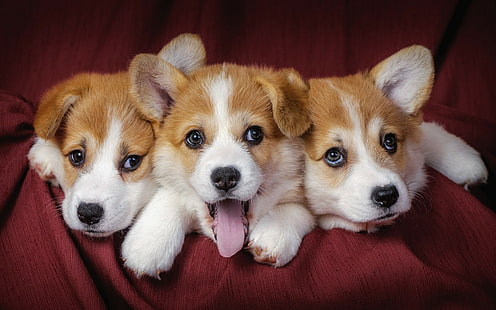 puppies, dog, Pembroke Welsh Corgis, Corgi, animals, HD wallpaper HD wallpaper