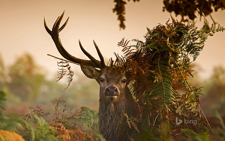 Deer Richmond Park England-October 2015 Bing Wallp.., HD wallpaper