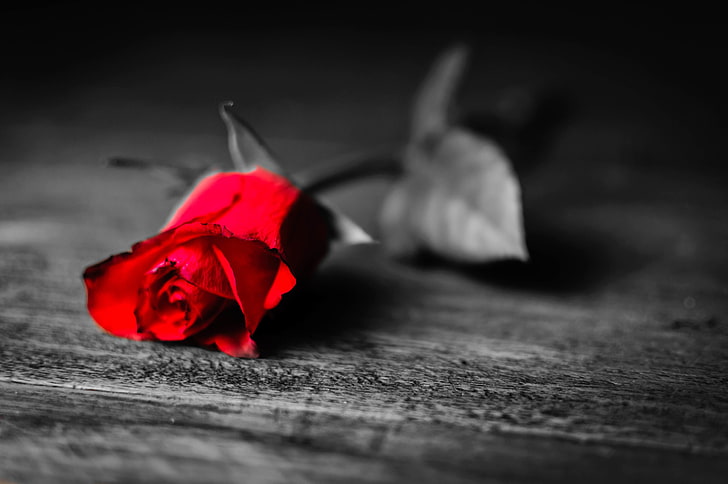 selective color photography of red rose, leaves, flowers, loneliness, background, black and white, Wallpaper, rose, petals, leaf, red, longing, widescreen, full screen, HD wallpapers, flower, HD wallpaper