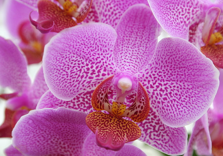 orquídeas mariposa rosa, orquídea, rosa, flor, close-up, HD papel de parede