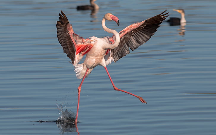 Фламинго Размахът на крилата Голям фламинго варира от 95 до 100 см за по-малко фламинго 140 до 165 см, HD тапет