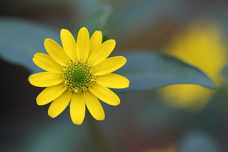 gelbe Blütenblatt Blume, Blume, Blütenblätter, Nahaufnahme, verschwommen, HD-Hintergrundbild HD wallpaper