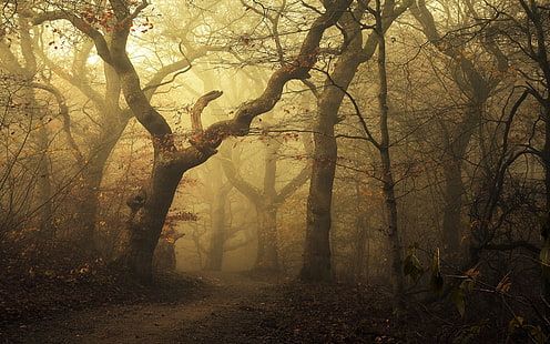 коричневые голые деревья обои, коричневое дерево лес, туман, пейзаж, утро, природа, лес, тропинка, листья, деревья, осень, солнечный свет, HD обои HD wallpaper