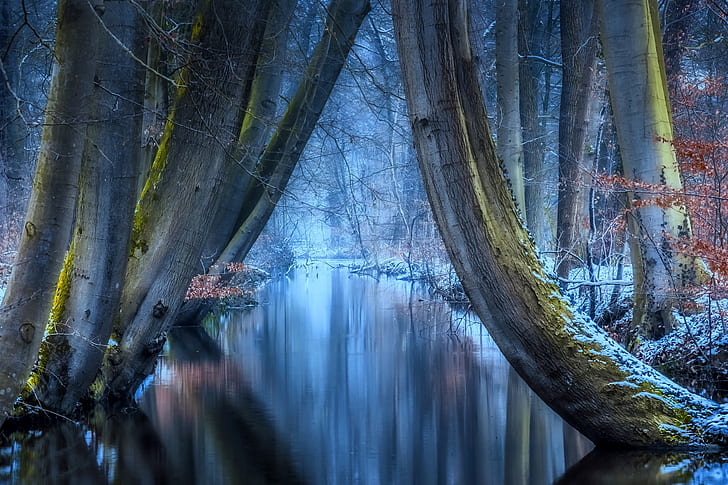 winter, frost, forest, trees, nature, reflection, river, Jan-Herman Visser, HD wallpaper