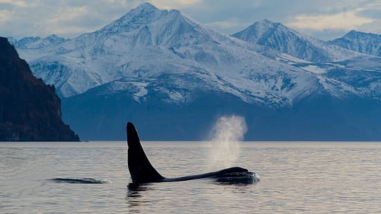orca, ทะเล, ธรรมชาติ, สัตว์, ทิวทัศน์, สีสวย, ดำ, วอลล์เปเปอร์ HD HD wallpaper