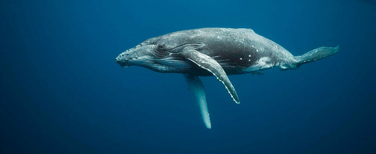 Fisch, Ozean, Meer, Seeleben, Unterwasser, Wal, Wale, HD-Hintergrundbild HD wallpaper