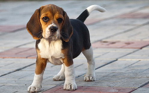 tricolor beagle puppy, each, dog, Beagle, HD wallpaper HD wallpaper