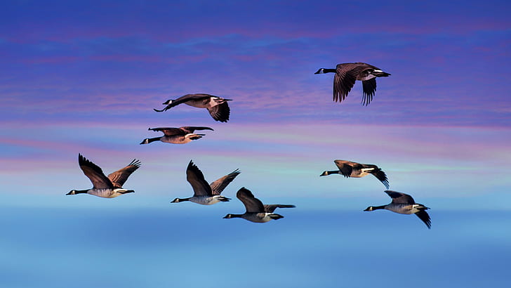 canada goose, HD wallpaper