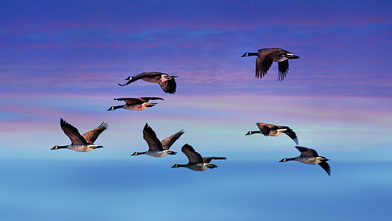 canada goose, HD wallpaper HD wallpaper