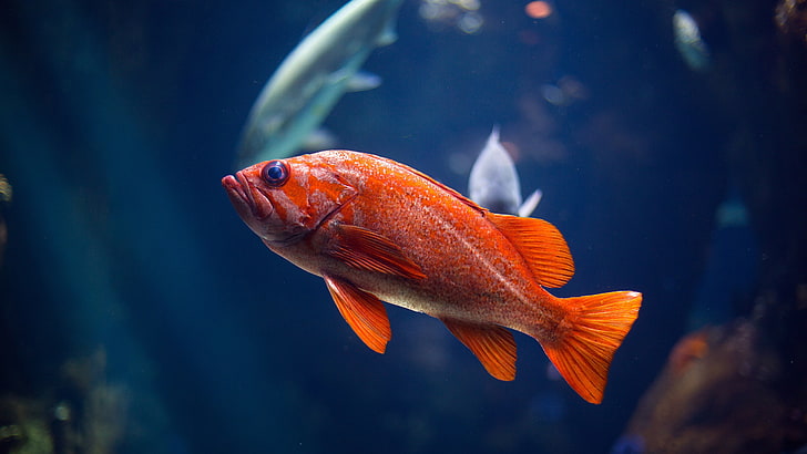 fish, goldfish, fish tank, HD wallpaper