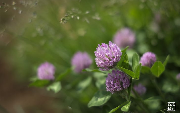 Flores Macro Green HD, flor de pétalos púrpura, naturaleza, macro, verde, flores, Fondo de pantalla HD