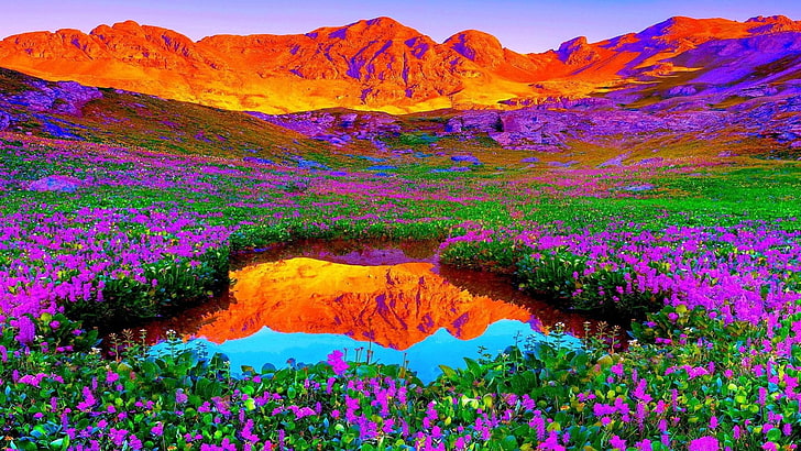 estanque, flores, campo, prado florido, prado, colinas, reflejado, reflexión, verano, soleado, naturaleza, Fondo de pantalla HD