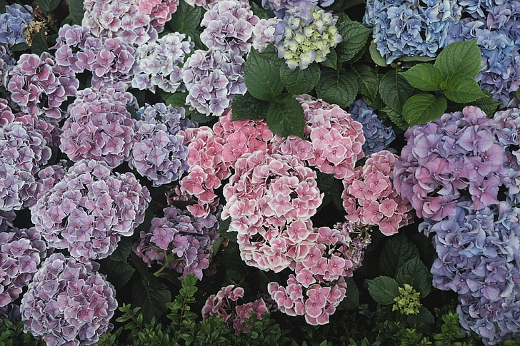 flores de pétalos de rosa, hortensias, flores, parterres, florística, Fondo de pantalla HD