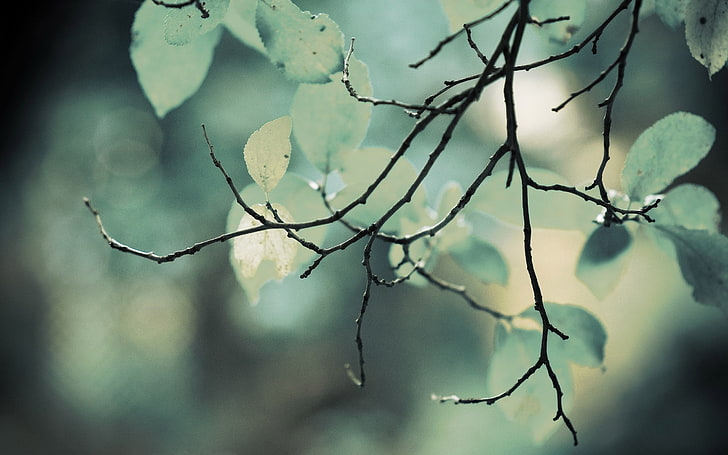 foglie bianche, foto di messa a fuoco superficiale del ramo di un albero, profondità di campo, foglie, natura, ramoscelli, macro, Sfondo HD