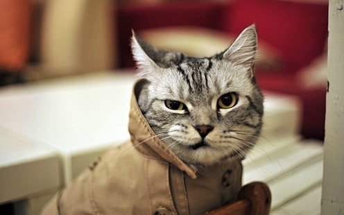 серебряный полосатый кот, кот, юмор, злой, животные, HD обои HD wallpaper