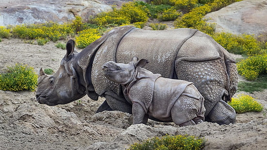 rhinoceros, fauna, cute, wildlife, indian rhino, grass, horn, zoo, snout, rock, rhino, indian rhinoceros, san diego zoo safari park, HD wallpaper HD wallpaper