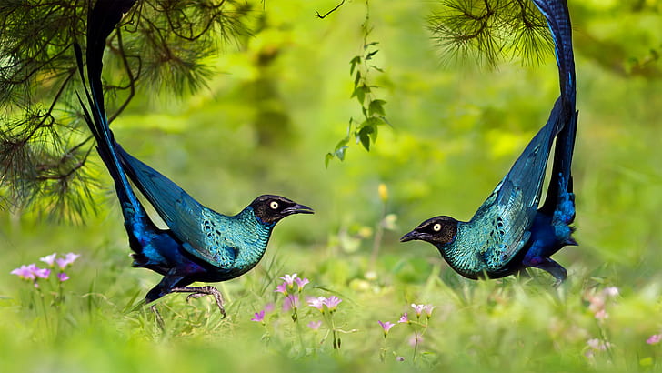 grass, nature, bird, dance, brilliant long-tailed Starling, HD wallpaper