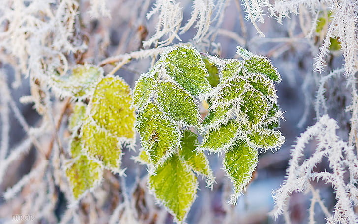 Green leaves, rime, snow, branch, frost, Green, Leaves, Rime, Snow, Branch, Frost, HD wallpaper