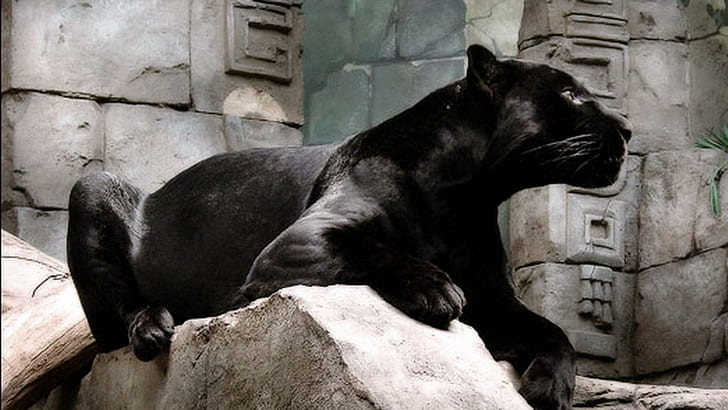 Tapınak kedisi, kaplan, büyük kediler, doğa, Kara Panter, yaban hayatı, yırtıcı hayvan, aslanlar, hayvanlar, leopar, jaguar, HD masaüstü duvar kağıdı
