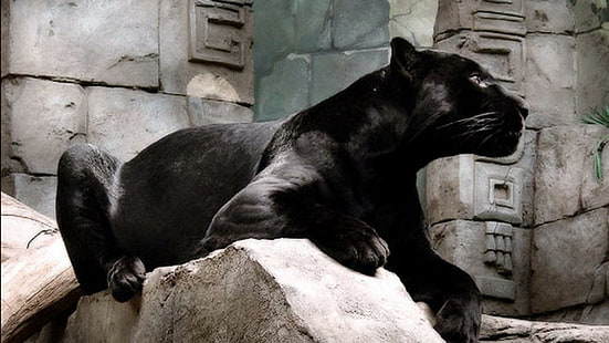 Tapınak kedisi, kaplan, büyük kediler, doğa, Kara Panter, yaban hayatı, yırtıcı hayvan, aslanlar, hayvanlar, leopar, jaguar, HD masaüstü duvar kağıdı HD wallpaper