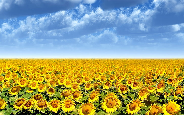 sunflower  picture backgrounds, HD wallpaper