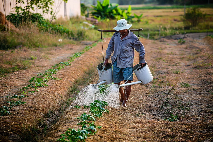 adult, agriculture, backyard planting, countryside, crop, farm, farmer, farming, garden, growth, man, outdoors, pasture, plantation, rural, vietnam, watering, watering can, worker, HD wallpaper