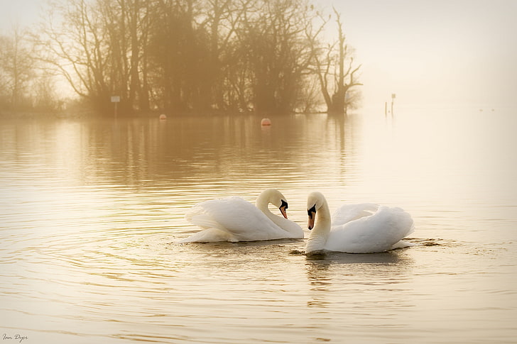 two white swans, water, birds, fog, pair, grace, haze, white, swans, HD wallpaper