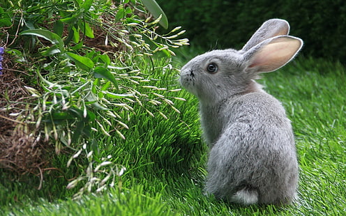 ウサギバニーHD、灰色ウサギ、動物、ウサギ、ウサギ、 HDデスクトップの壁紙 HD wallpaper