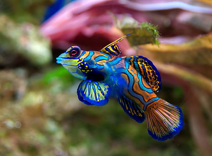 разноцветная рыбка аквариум аквариум 3098x2294 Животные Рыбы HD Art, РЫБЫ, разноцветные, HD обои HD wallpaper