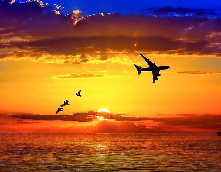 aves, avian, avio, birds, clouds, mar, ocean, sea, sky, sol, sunset, HD wallpaper