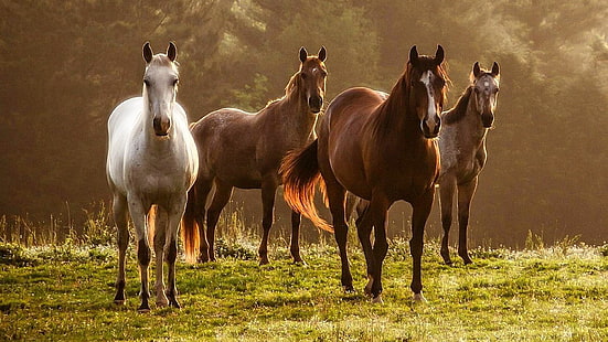 koń, pastwisko, konie, klacz, fauna, Mustang koń, stado, łąka, trawa, grzywa, pasący się, drzewo, Tapety HD HD wallpaper