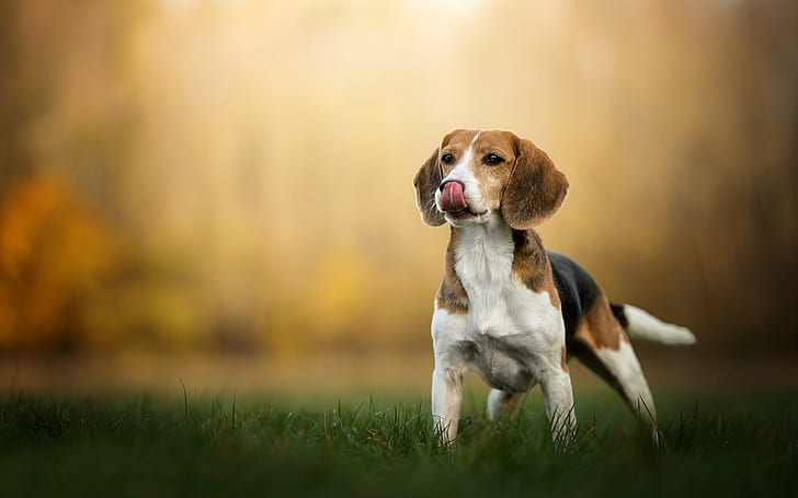 Anjing, Beagle, Wallpaper HD