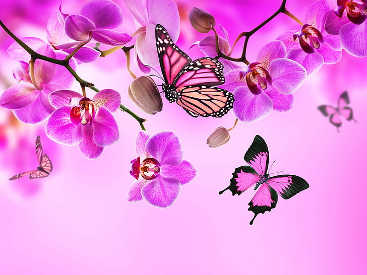 pink and black butterfly, butterflies, color, flowers, orchid, pink, HD wallpaper
