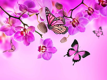 borboleta rosa e preta, borboletas, cor, flores, orquídea, rosa, HD papel de parede HD wallpaper